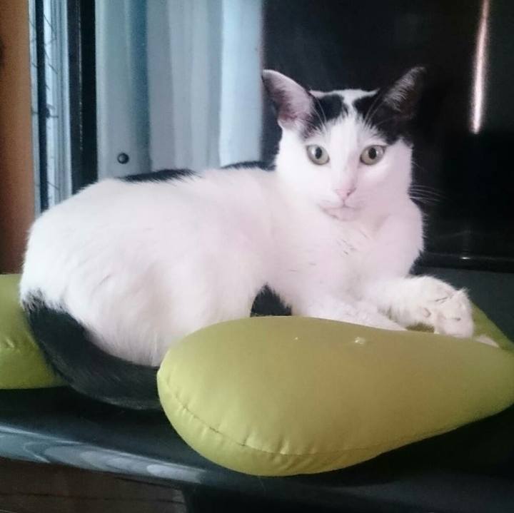 409cdfb2 3fc5 4efd ac9d be33a1503073