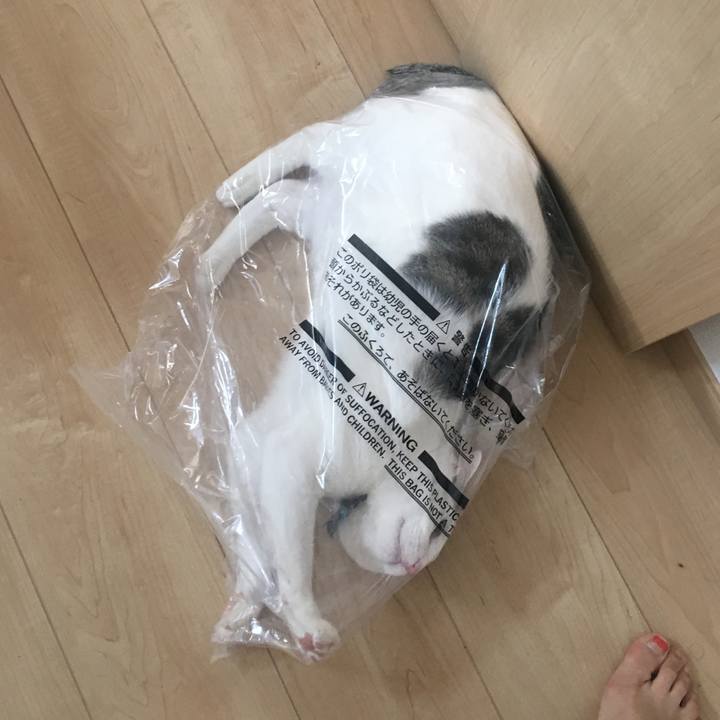 409fc1f4 3686 48d4 923b 1a947fbc02d7