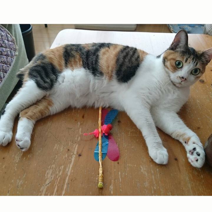 40a43e8d f208 4843 b2af 0aed6ae3a330