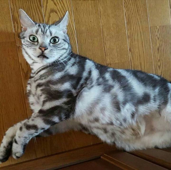 40aa9f1d 1aa1 43f9 9b37 ac76f59e2967