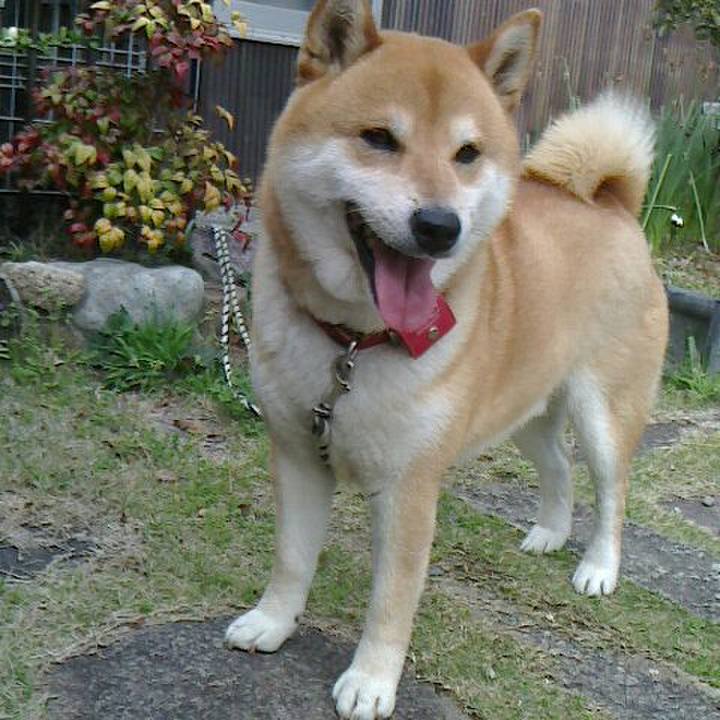 40bee59a d777 4341 a4dc 2612326f626f