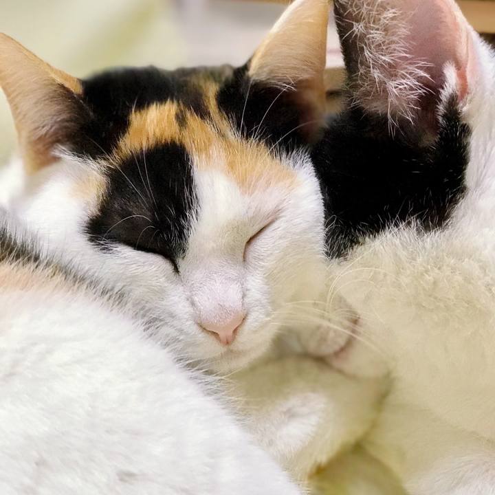 40c52605 64c4 414a b2fc 7f3ce552a083