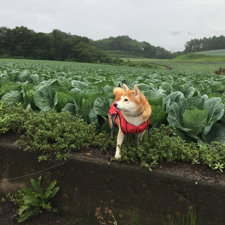 40caaa1e 68c3 4178 aea3 f3b057d6091e