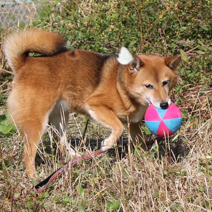 40cf010d a23a 4e3c bf6f 81e223fc184a