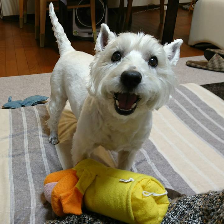 40d06d1c b71b 4f03 90fb be3ba20e2c0a