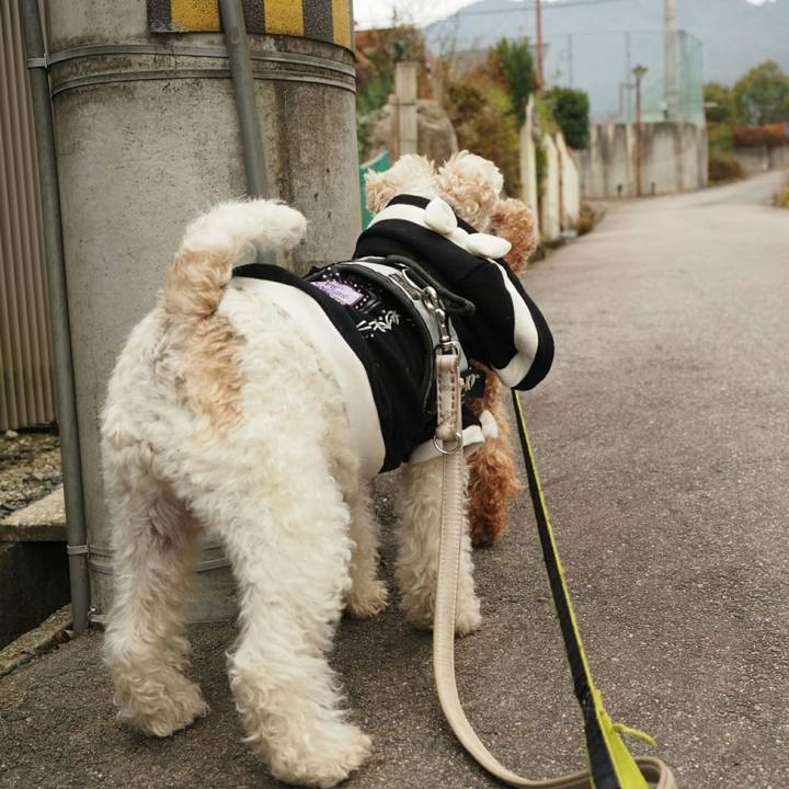 40d4713a 84ec 4a22 b8c5 f3d235c3f3da