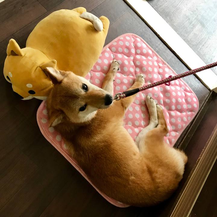 40d81334 0083 4ab4 a720 d109849a683c