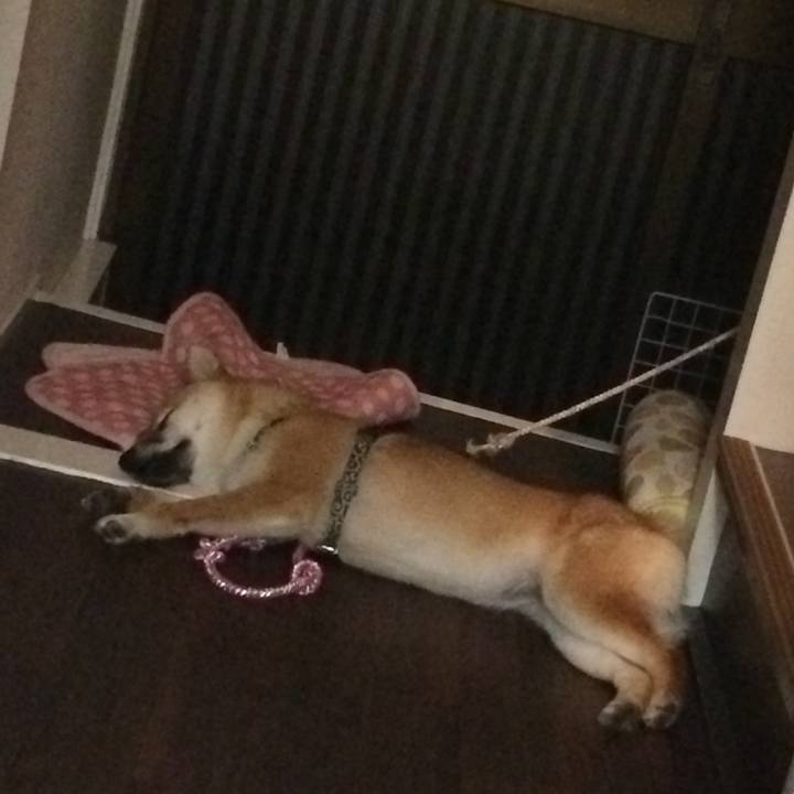 40dd07b7 06c2 4cf5 b090 163cdd783658