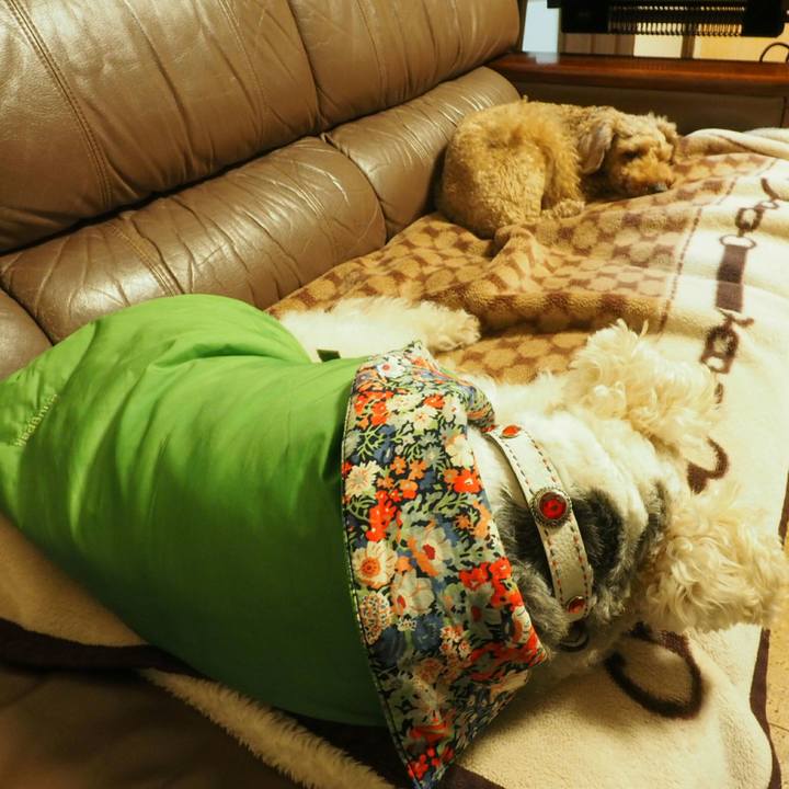 40eba033 a517 41af b5cc 08111a145630