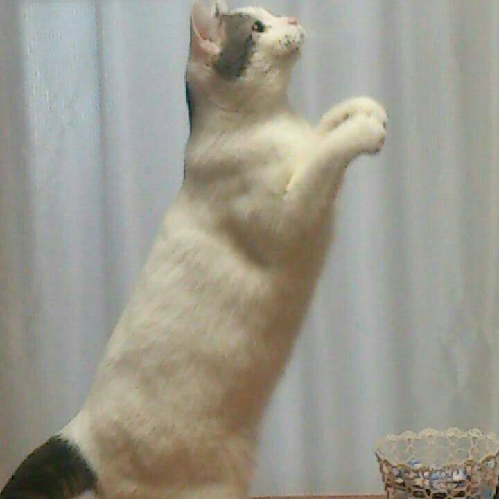 40ef7044 1cca 407b a0ea c0ae808a26dc