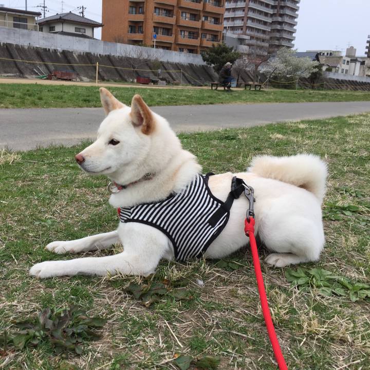 40f1c97b 4678 4d7e b0c3 85e225107136