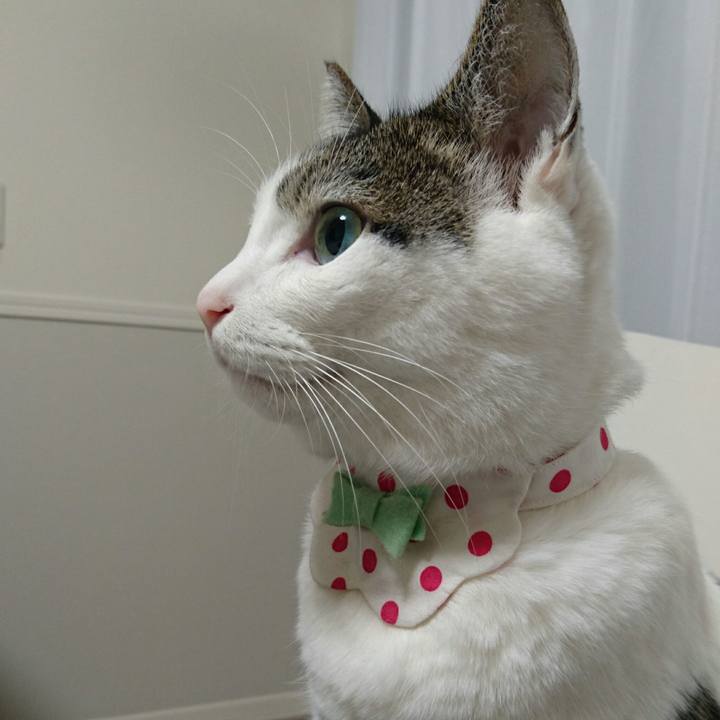 40f6c0d1 4a99 4c44 a708 1d19a95621b6