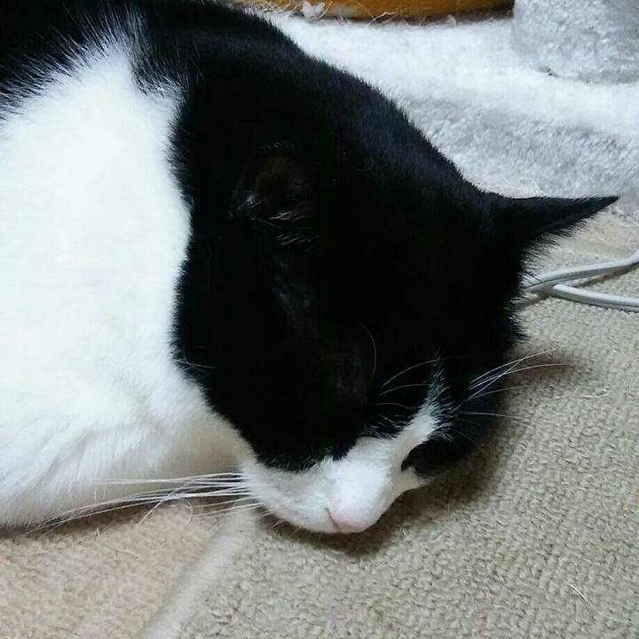 40fc37d5 2c68 4dcb 9b0f 009d964c2d3c