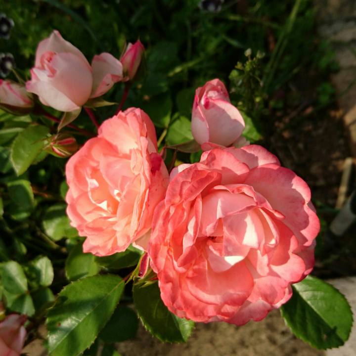 40fc51ea a869 4619 b2e9 514a532e2180