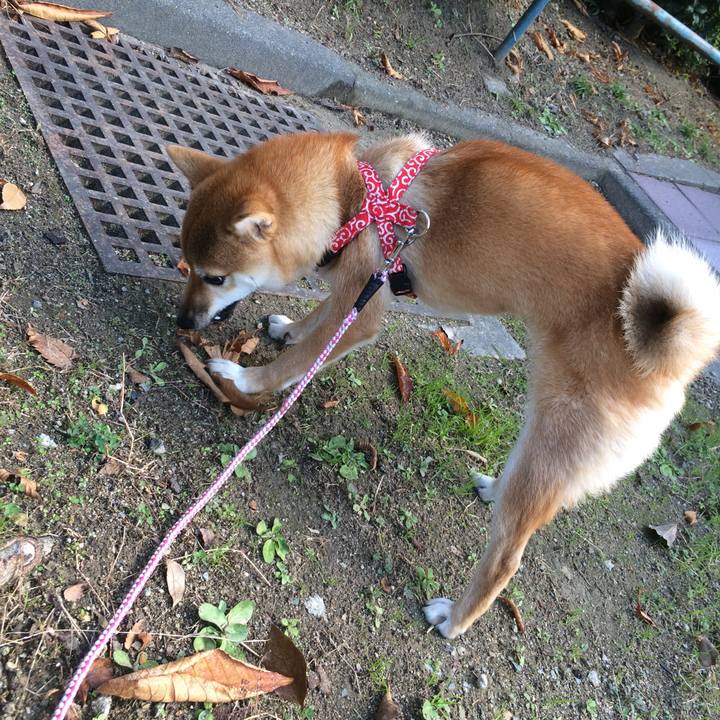 411a7a43 3dff 4994 b157 1c7da8f20e24