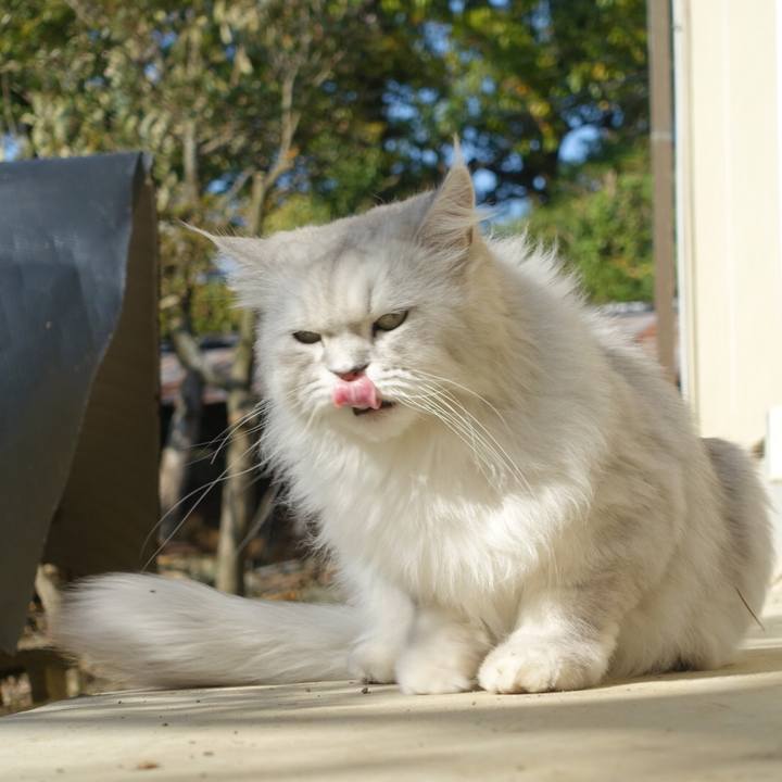 411aef6a a5b3 4408 af21 ccd6ae40a8df