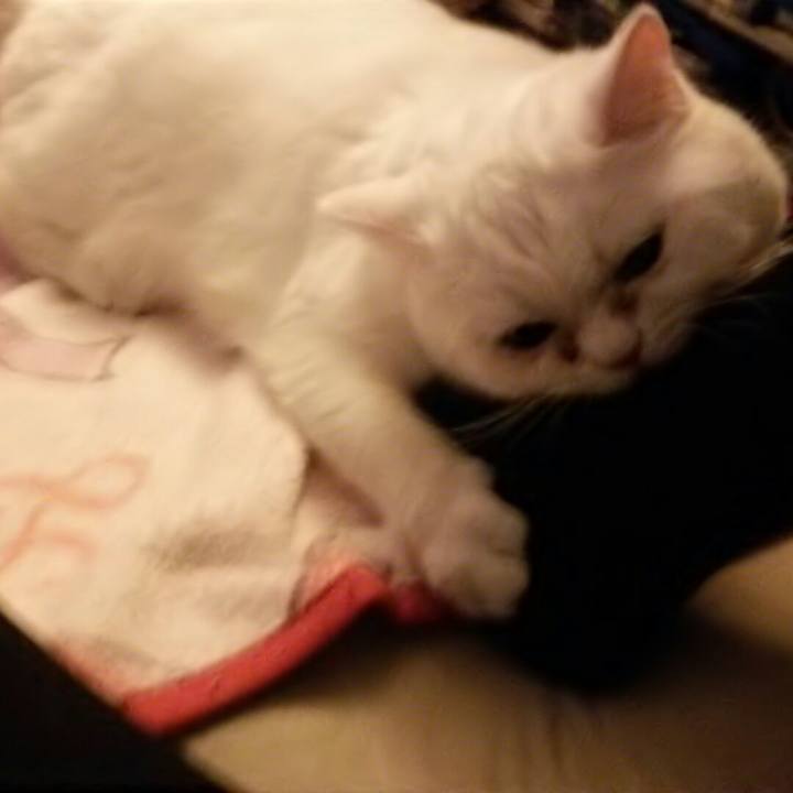 411efcba a43a 47c5 b4e5 310a4832750a