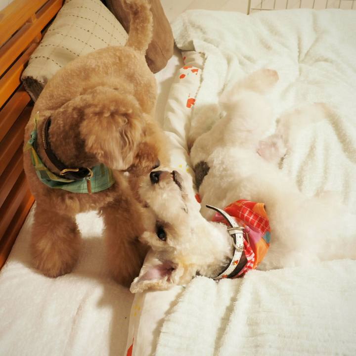 412481a4 7b99 4d89 992e 79bf69476a08