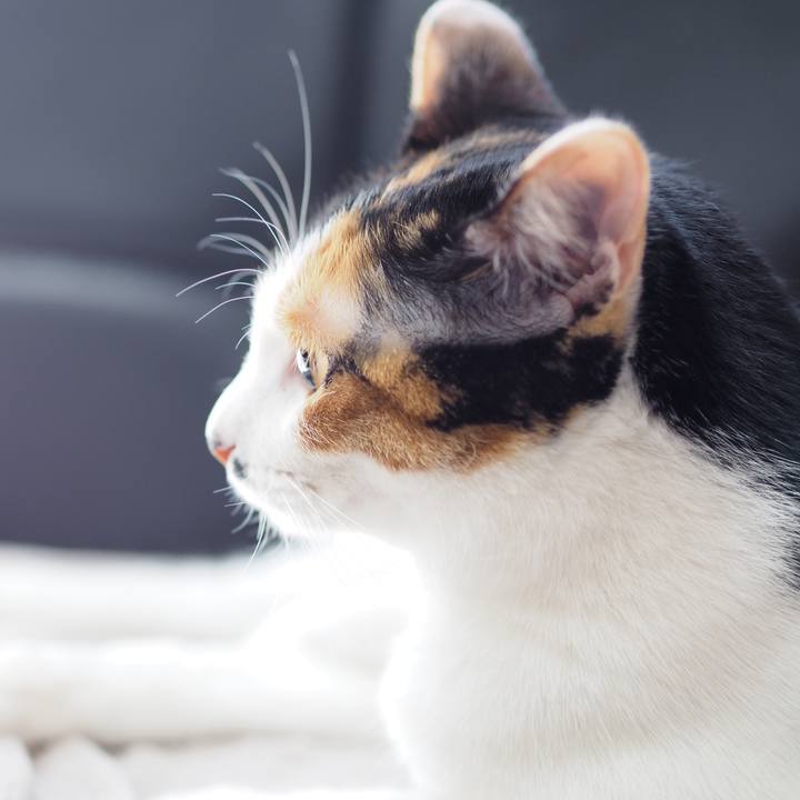 412851d1 8224 4f4f 9fbf 22a7e8cd95e8