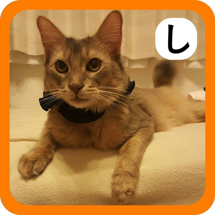 4144ad6a 180d 4d2b 9763 296384e63324