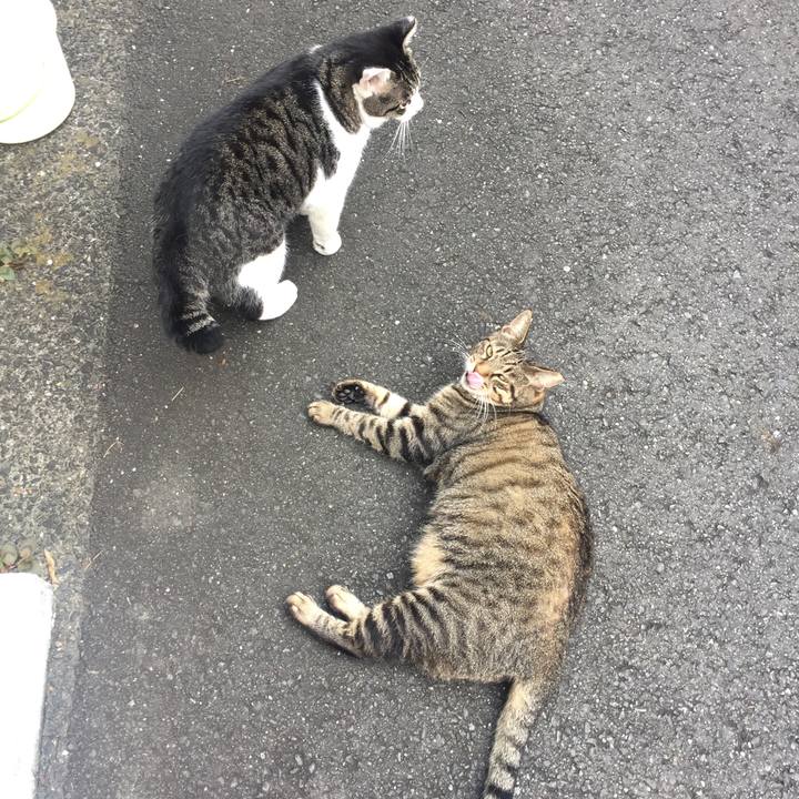 4165ea60 a1d2 4f95 9a81 0492a789f2ad