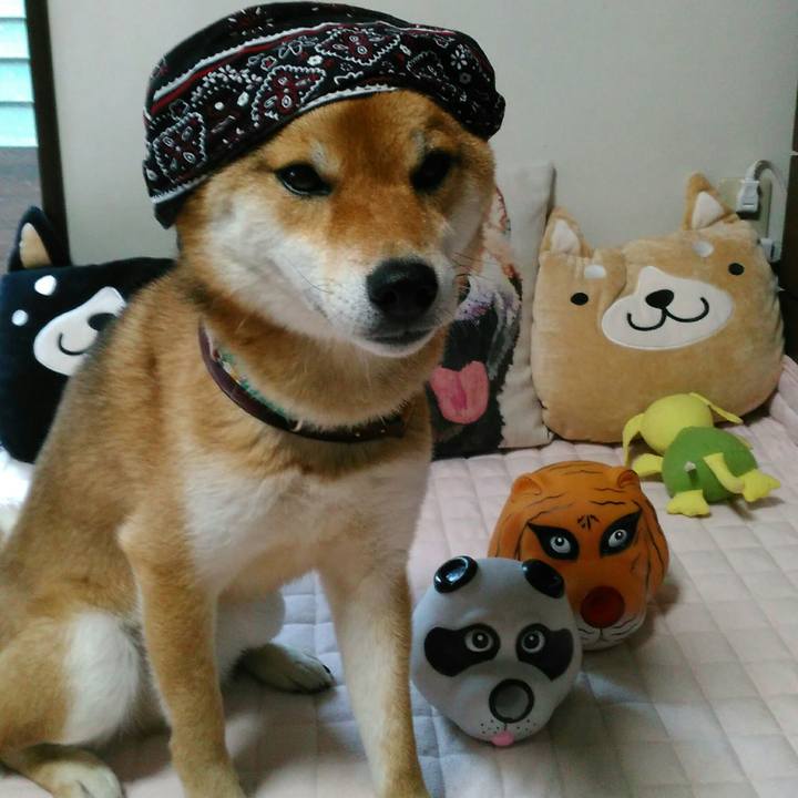 4171e72e dc69 4c63 bb5d 8815c5f20749