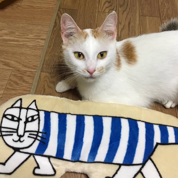 41784b50 748c 471a 9db4 48d6d4b6500e