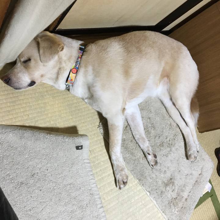 417aefee d230 4b29 a355 fc0df7e814d8