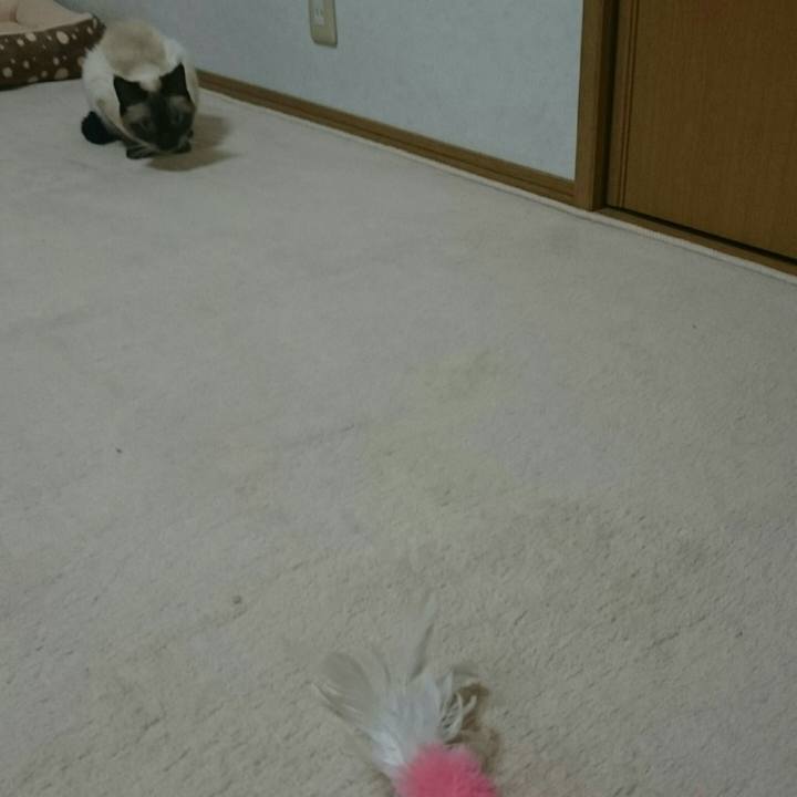 41811c36 693a 48ae 9ef7 98ed0d4ee8a2