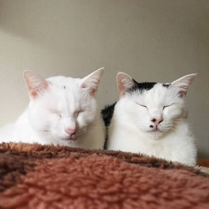 4182b453 d43b 4c9c 8465 c12efd370054