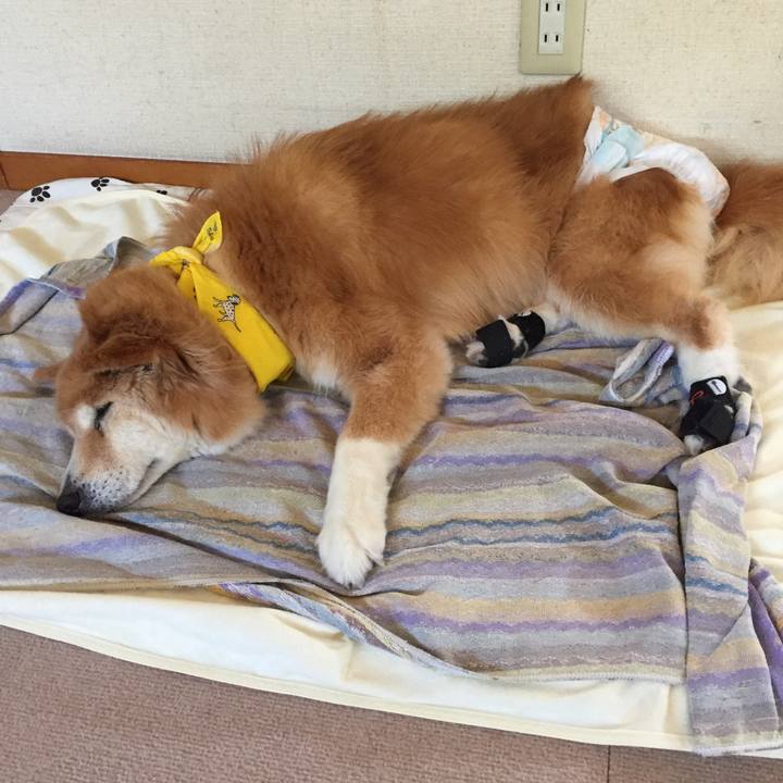 4184c7cb 6da3 4d77 bbdf f245cef53225