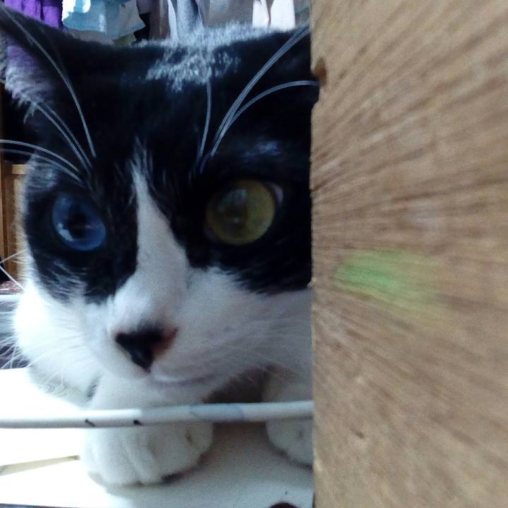 4196a46a ade7 42f2 9432 ea6244fa2461