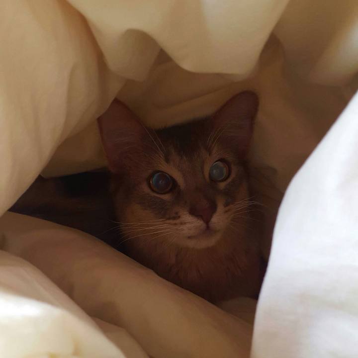 41a356fa 03a2 40d7 b3fd 5980d13b4b37