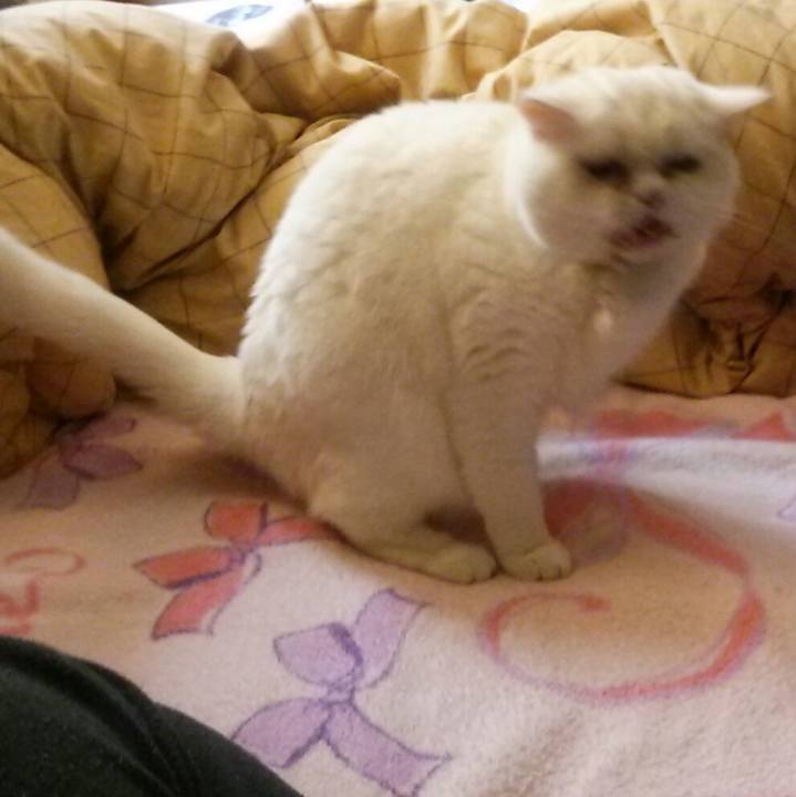 41b0ce4e ef71 4453 ae13 086c09084d29