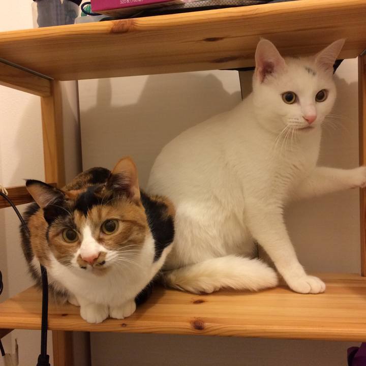 41b72095 cedc 4e89 a90a 1ec90ec9c3db