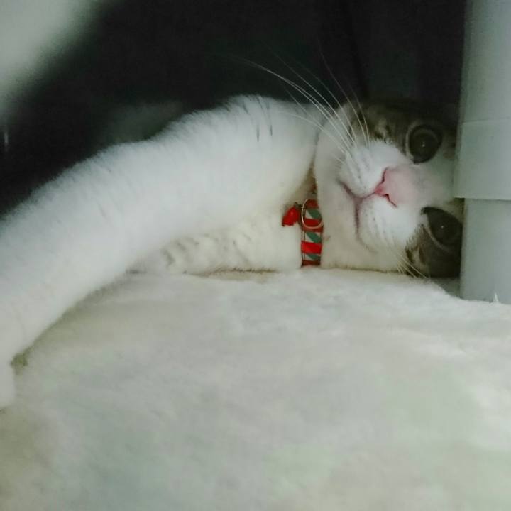 41c58d61 7ee7 465b 855d 0a7cf6540ce4