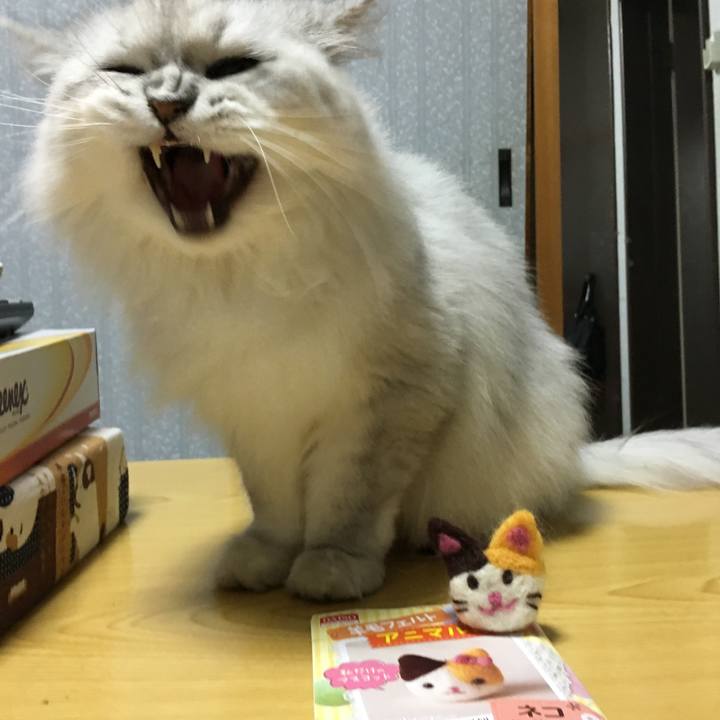 41d20219 1bad 4a4b a5cc 77fecb77210c