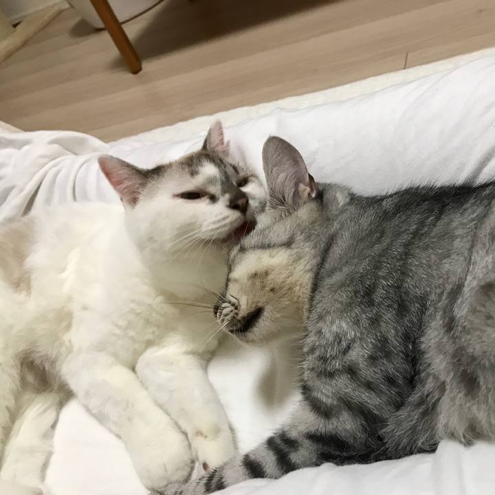 41e112c8 d56b 4b54 a4b6 265c774819c6