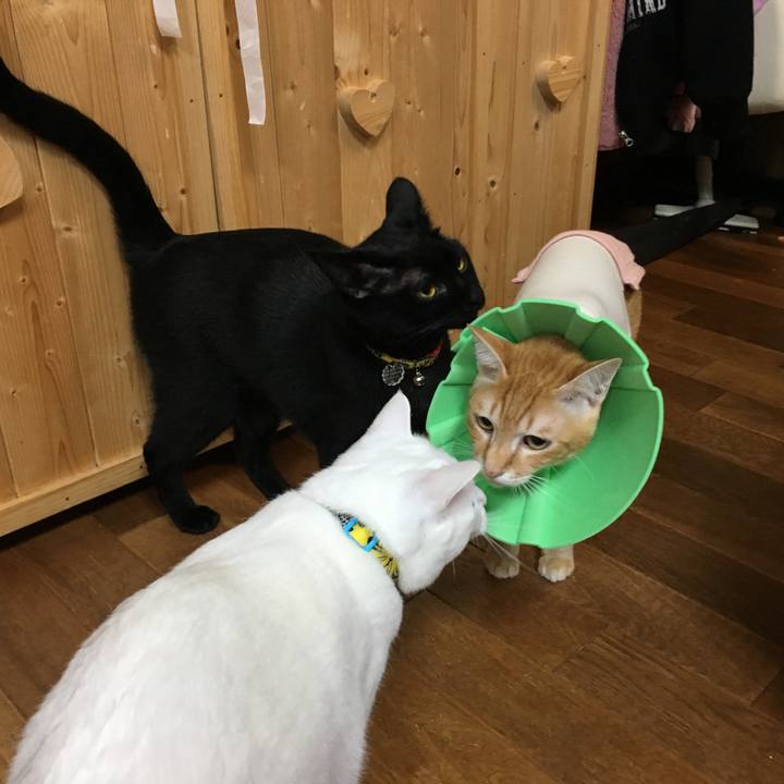 41e29095 4d87 4e81 8837 c99a6dc1391d