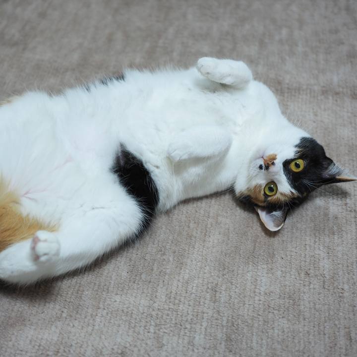 41e6ec6f 0855 4dfe aa70 6291f736827f