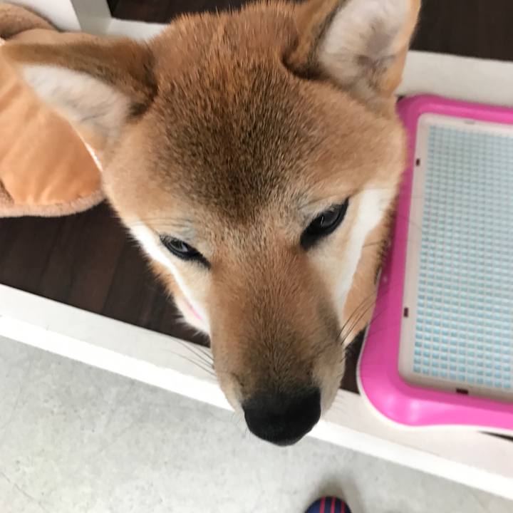 41f60d4a b9f0 4445 a415 779882ff0904