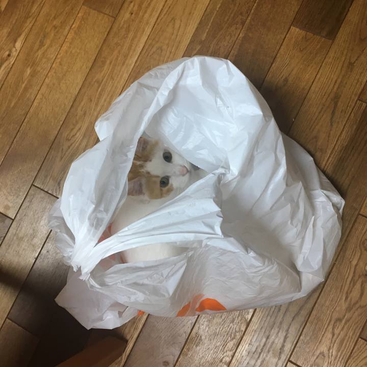 4204d3a3 8b44 4e93 aeaf 1aa984010e25