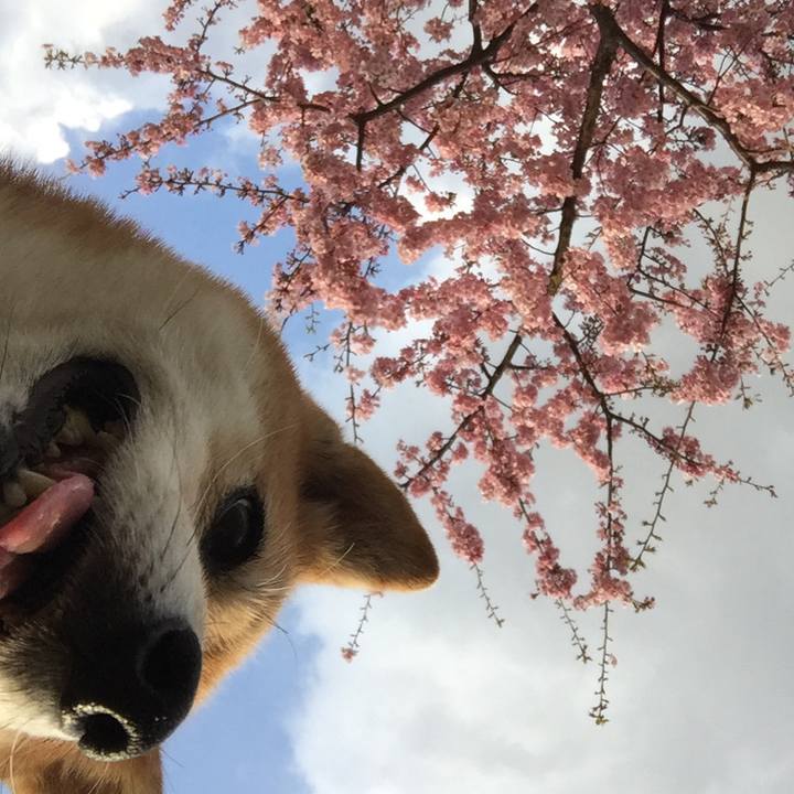 4207c2dd 104d 487b bc44 dc8924f812f4