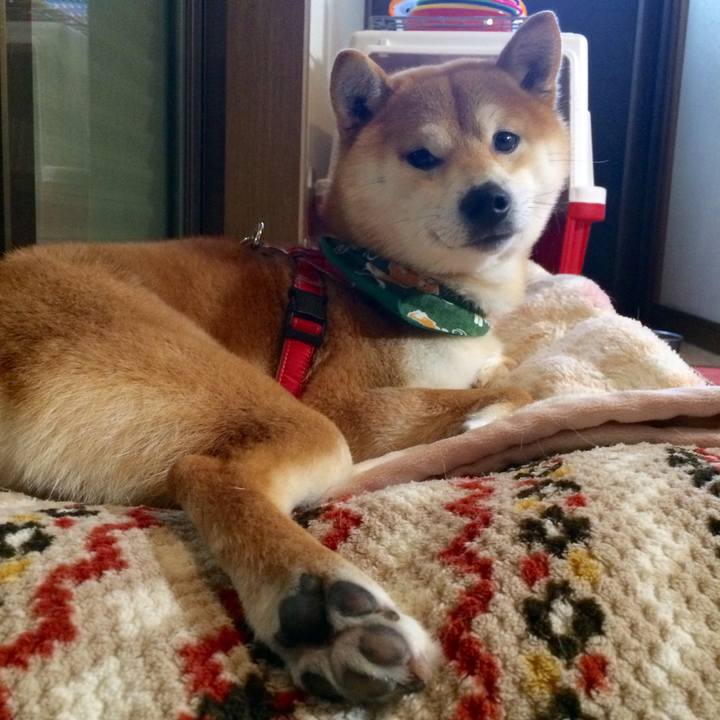 420d40e4 78ff 47a5 ba07 8681229b0e71