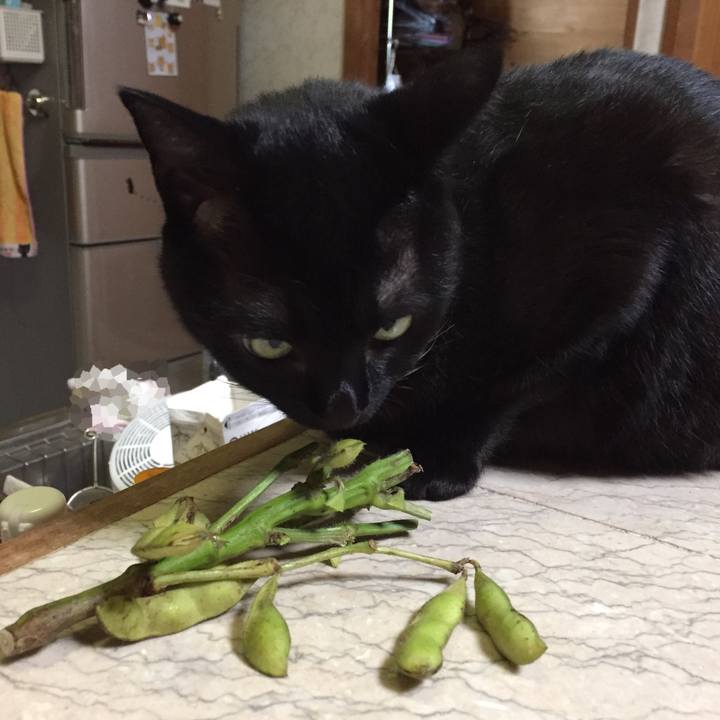 4213b2e6 dc9a 4f44 b95f 20721911d8a4