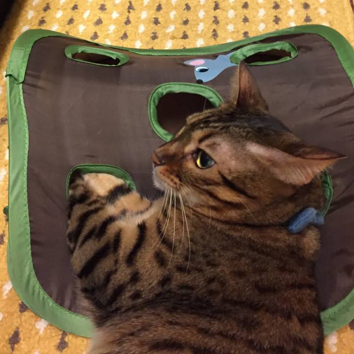 42169973 ea36 4acf 8b32 d0f9674fce28