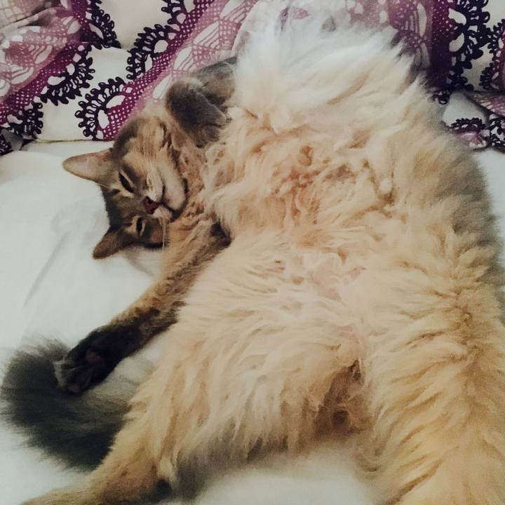 421a663c 2e7f 409a 9e9e 2234ff5c8885