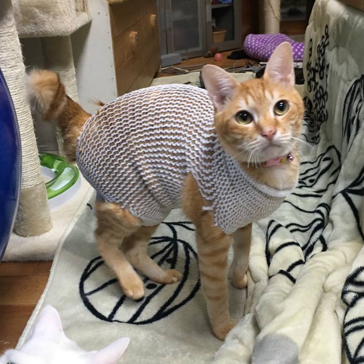 42218dd0 ed02 4f2e a847 fc36091ede1f