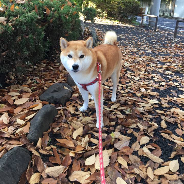 4223e4da 688e 4862 bf38 55e040fee150