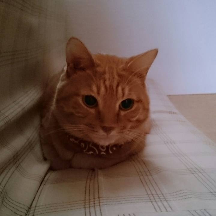 4238747d c689 414f 88d3 1dee4856f4b7